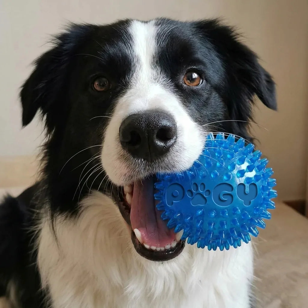 Pugy Border Collie Ball