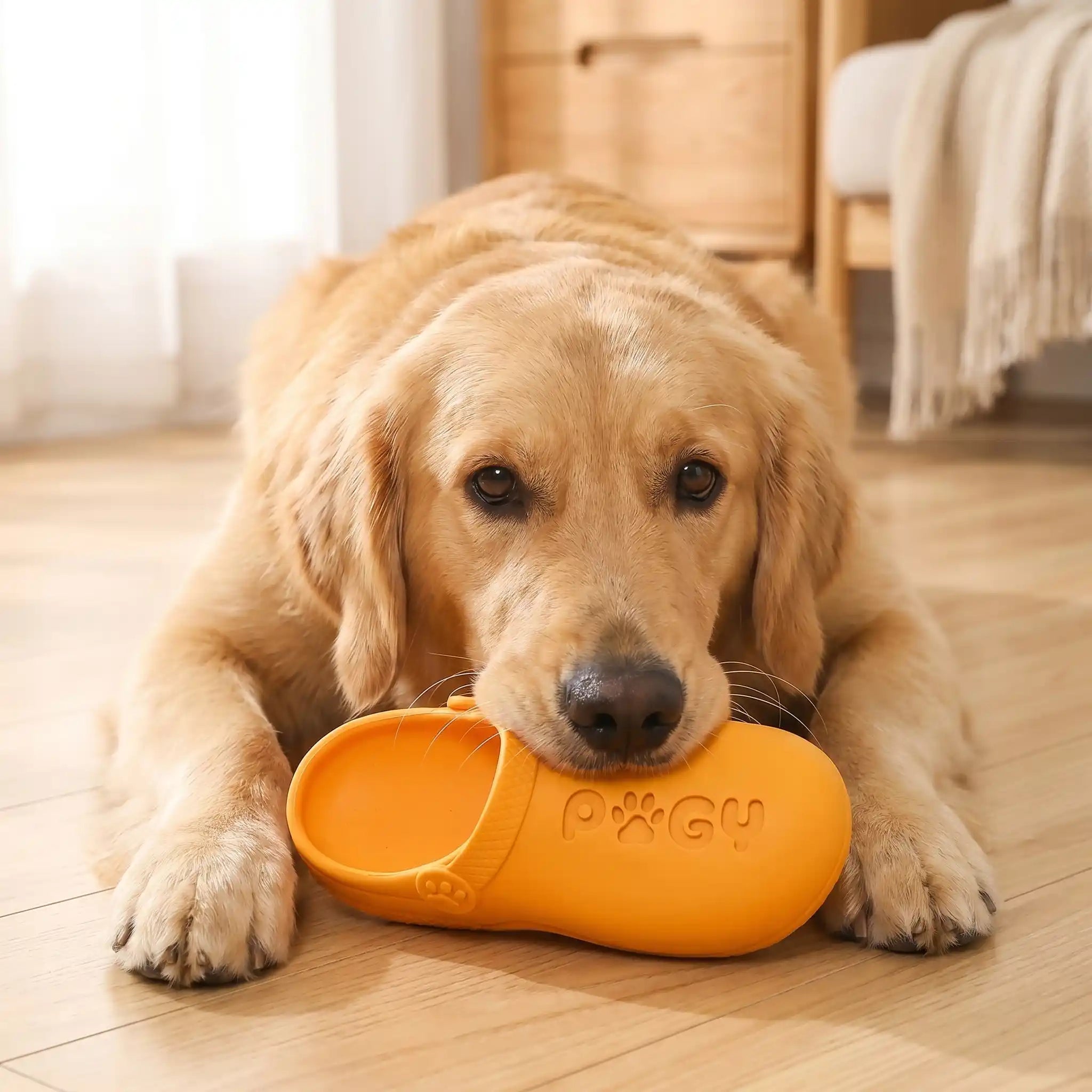 Chinelo de látex squeak para cães Pugy — cão brincando com o chinelo em ambiente doméstico
