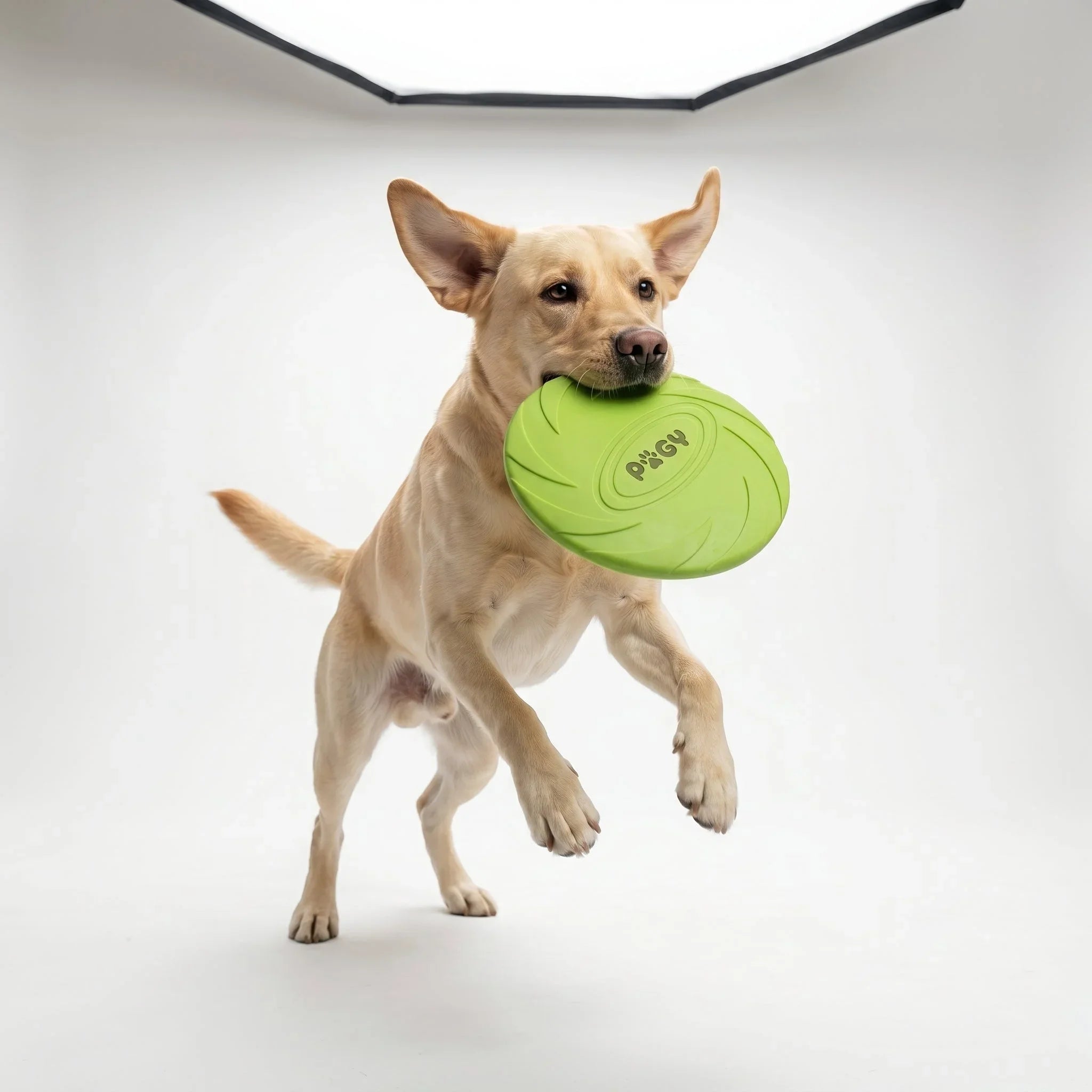 Frisbee de silicone resistente para cães Pugy — cão mordendo durante brincadeira ao ar livre