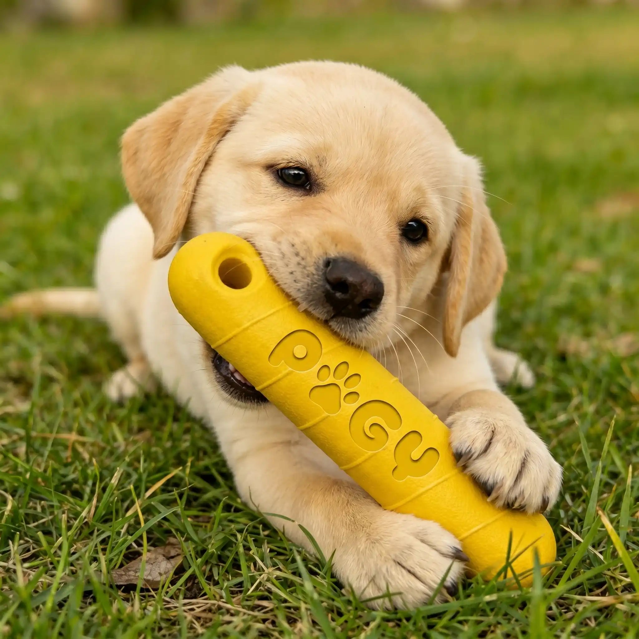 Bastão mastigável EVA inquebrável para cães grandes Pugy — cão grande mordendo ao ar livre
